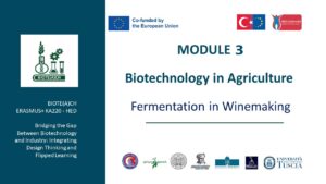 Fermentation in Winemaking